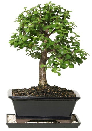 15 cm civar Zerkova bonsai bitkisi  Ankara Kkesat iek siparii sitesi 