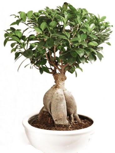 Ginseng bonsai japon aac ficus ginseng  Ankara Kkesat hediye iek yolla 